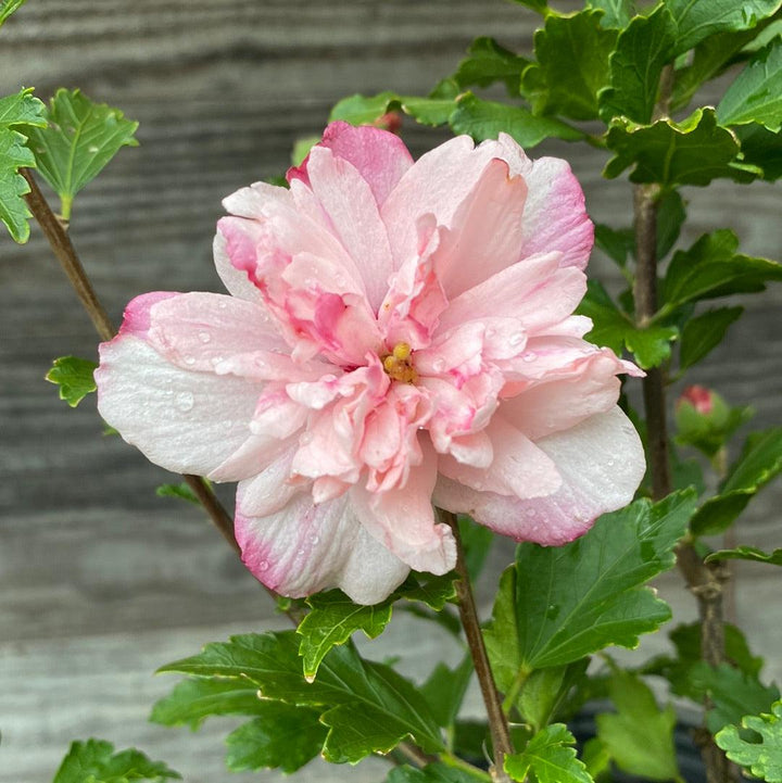 Hibiscus syriacus 'DS04PS' ~ Peppermint Smoothie ™ Rose of Sharon-ServeScape
