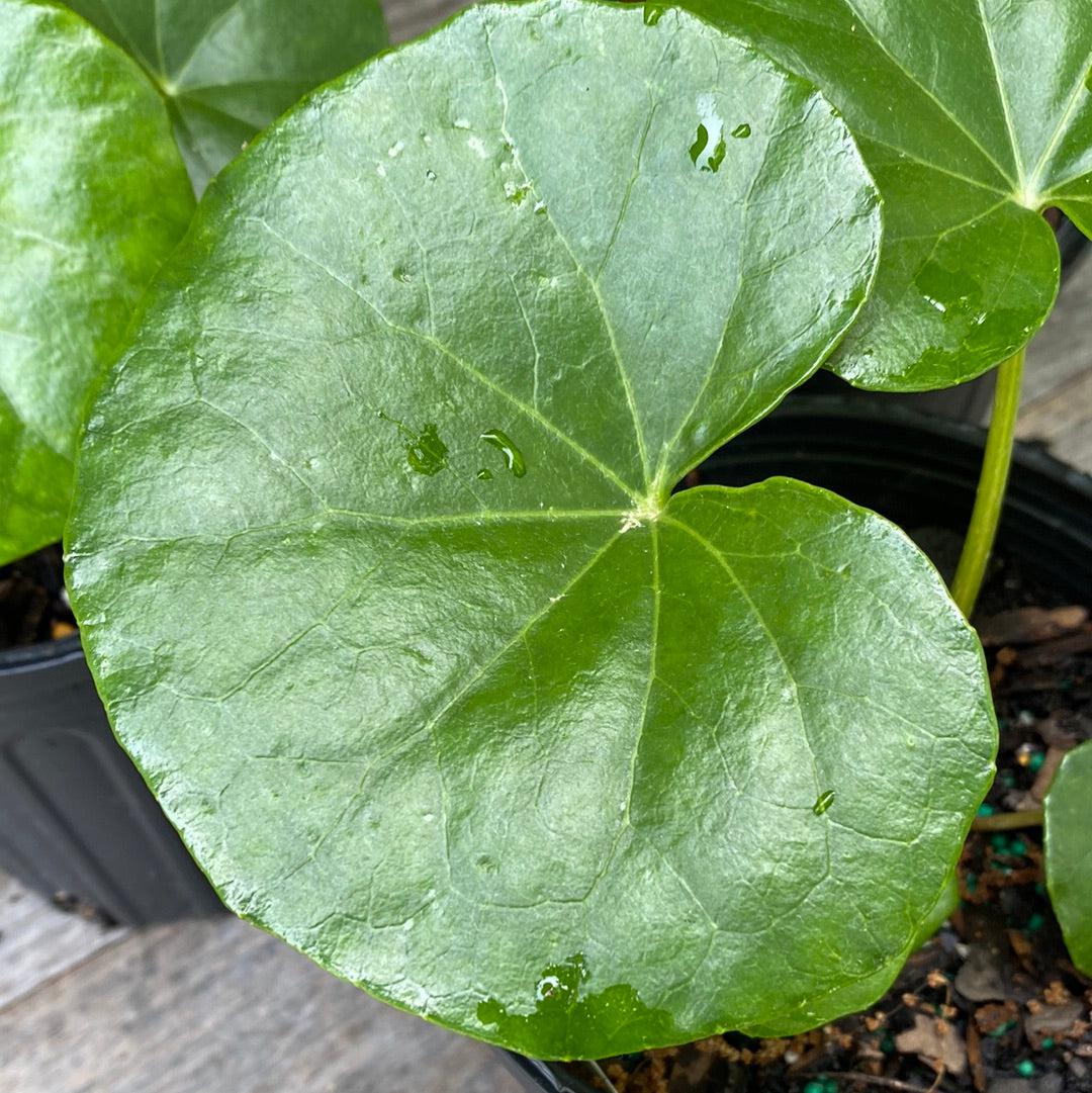 Farfugium Japonicum 'Giganteum' ~ Giant Leopard Plant-ServeScape