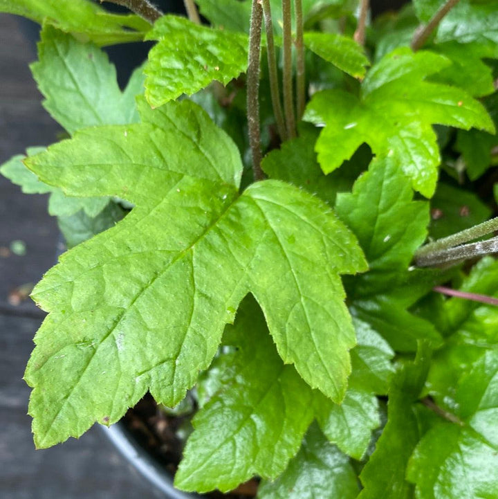 Tiarella cordifolia 'Oakleaf' ~ Oakleaf Foam Flower-ServeScape