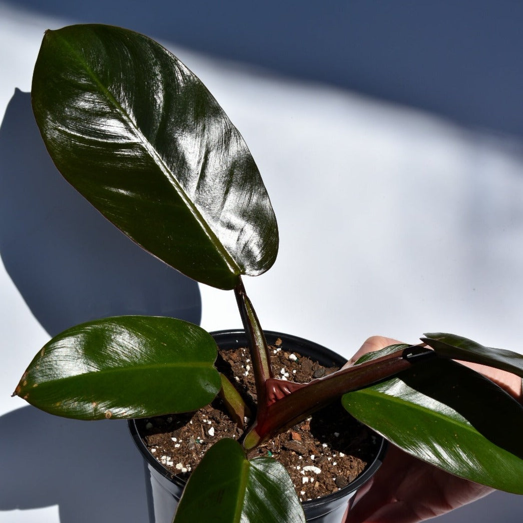 Philodendron ‘Black Cardinal’ ~ Black Cardinal Philodendron-ServeScape