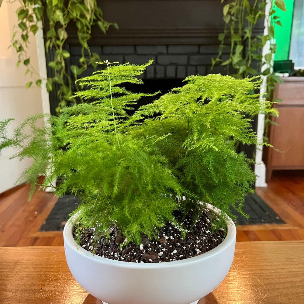 Asparagus setaceus ~ Plumosa Asparagus Fern-ServeScape