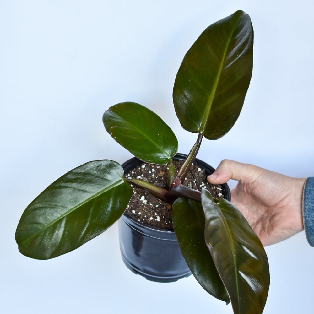Philodendron ‘Black Cardinal’ ~ Black Cardinal Philodendron-ServeScape