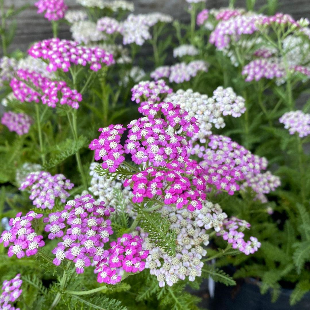 Achillea millefolium 'Oertel's Rose' ~ Oertel's Rose Yarrow-ServeScape