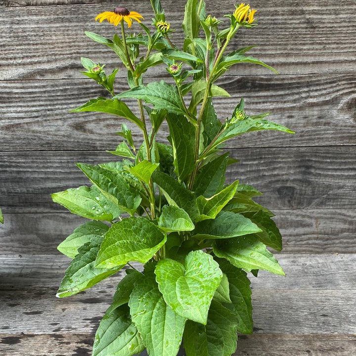 Rudbeckia fulgida 'Goldsturm' ~ Black-Eyed Susan-ServeScape