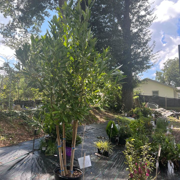 Magnolia virginiana ~ Sweet Bay Magnolia-ServeScape