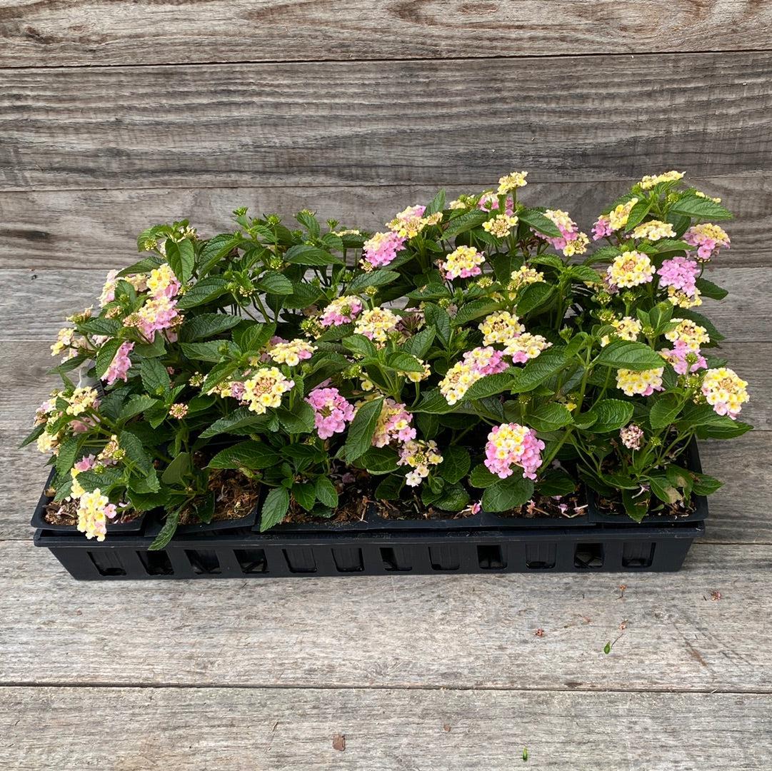 Lantana camara 'Baluclav' ~ Lucky™ Lavender Lantana-ServeScape