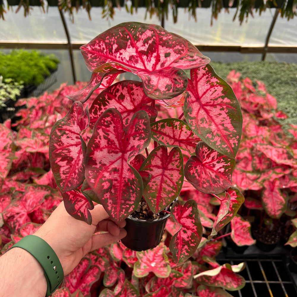 Caladium 'Carolyn Wharton' ~ Carolyn Wharton Caladium-ServeScape