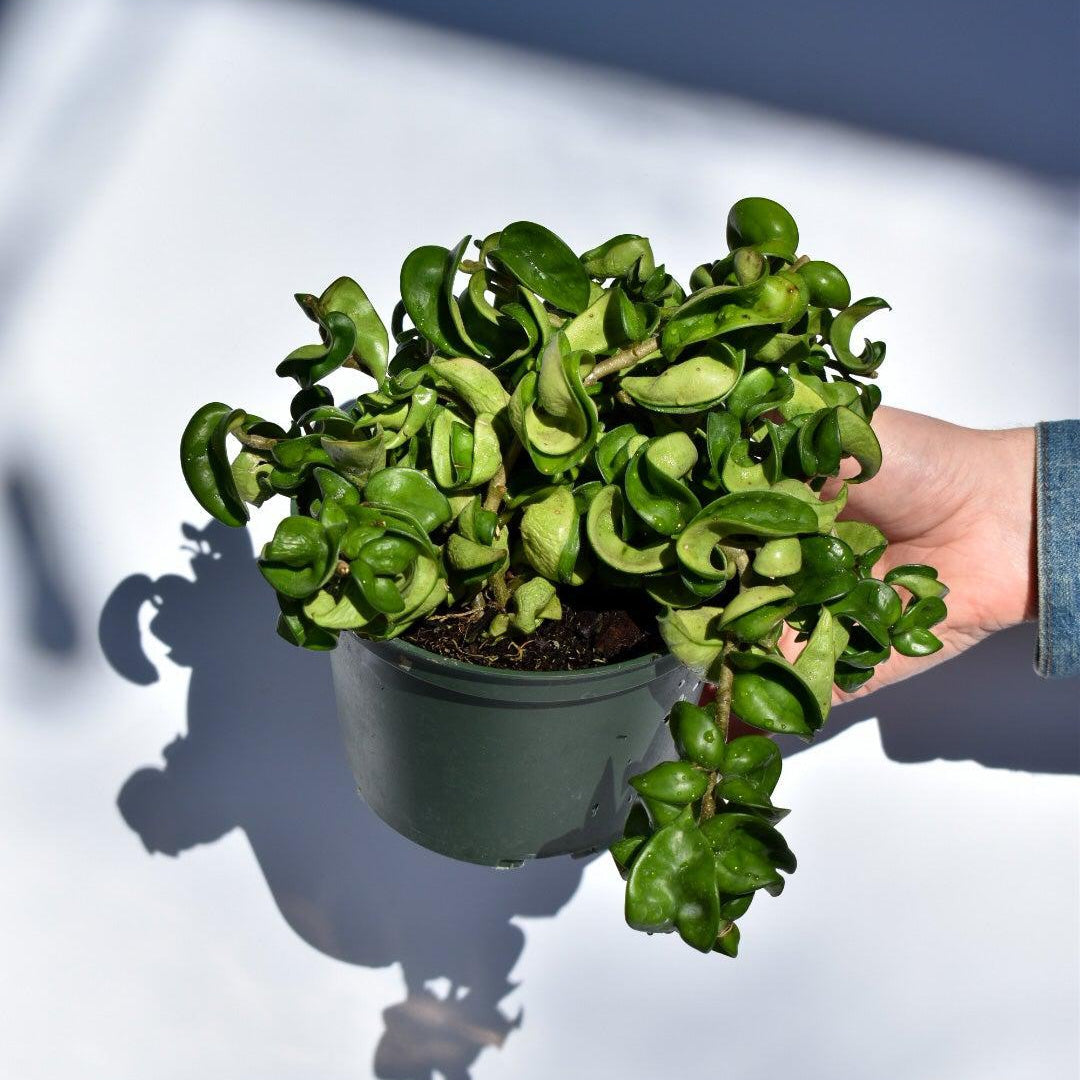 Hoya Carnosa 'Compacta' ~ Hindu Rope Plant-ServeScape