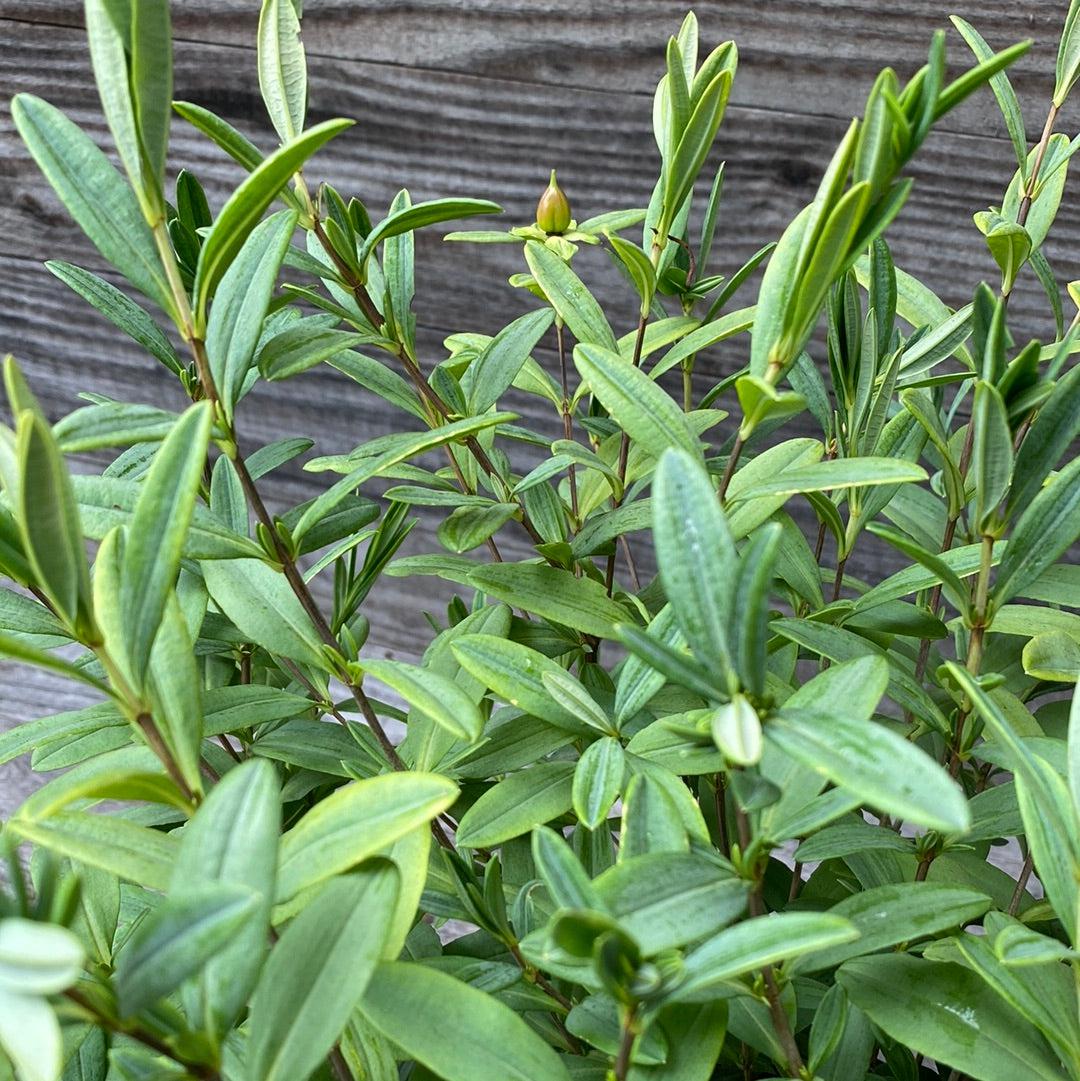 Hypericum frondosum 'Sunburst' ~ Sunburst St. John's Wort-ServeScape