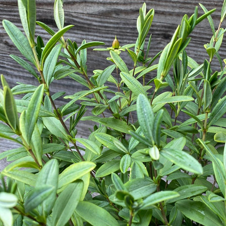 Hypericum frondosum 'Sunburst' ~ Sunburst St. John's Wort-ServeScape