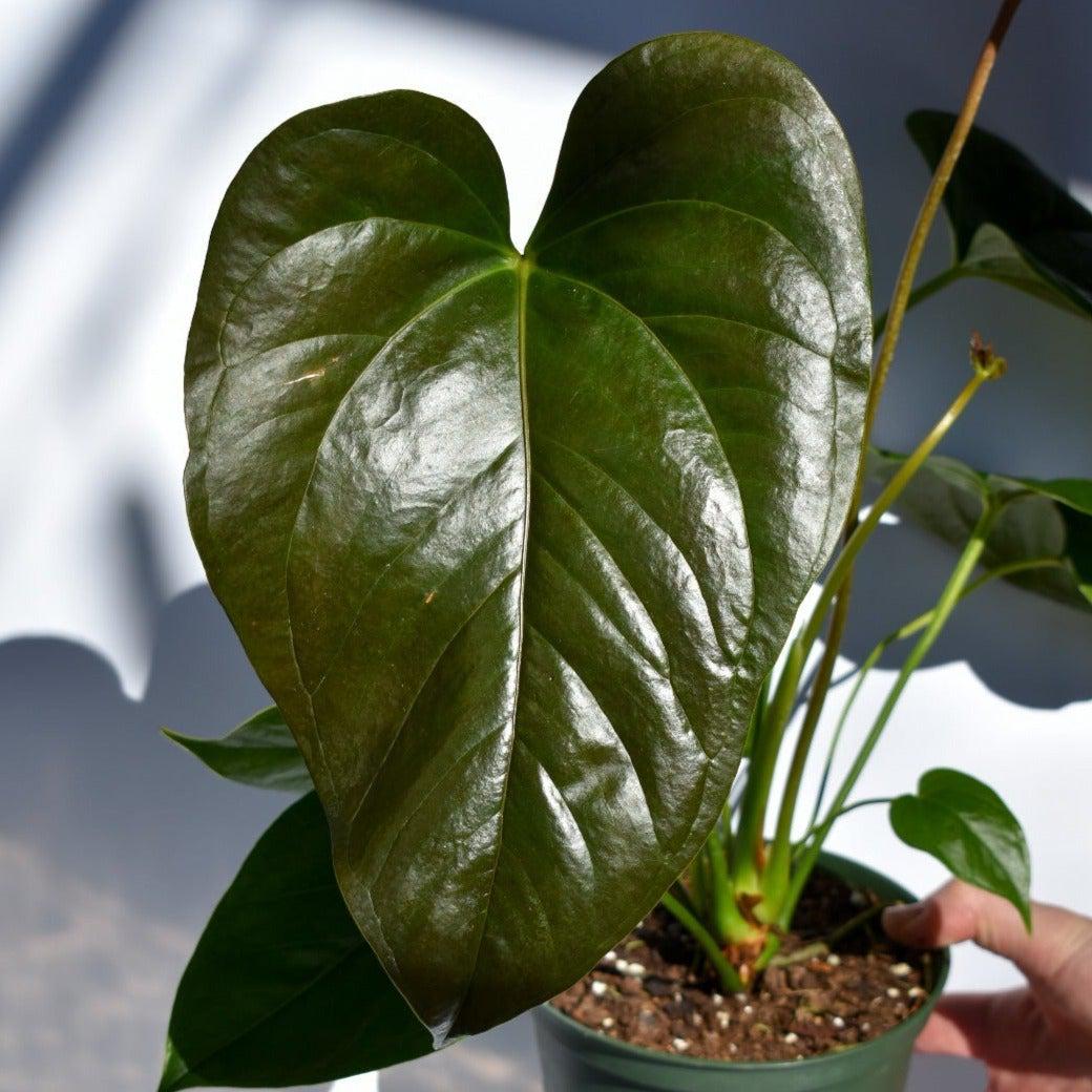 anthurium andraeanum leaf Red Leaf Anthurium