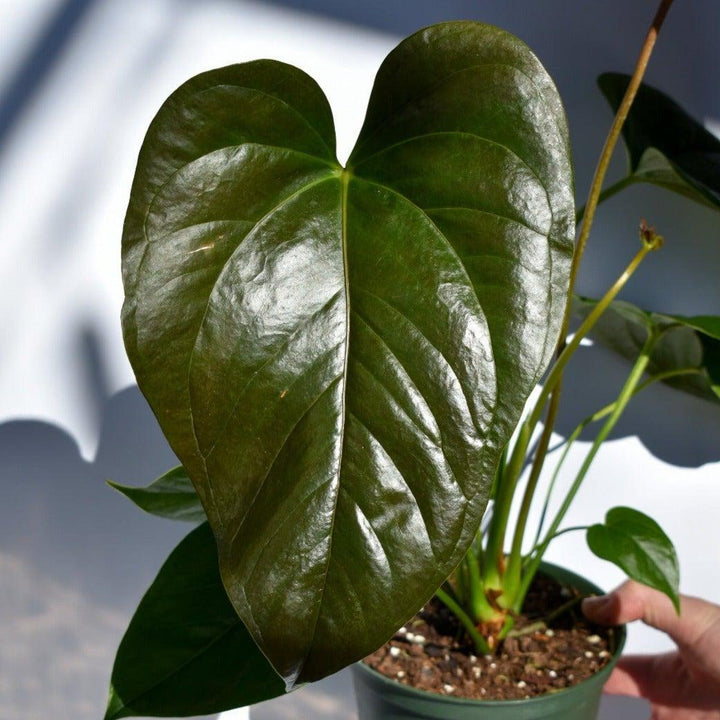Anthurium andraeanum 'Red Leaf' ~ Red Leaf Anthurium-ServeScape