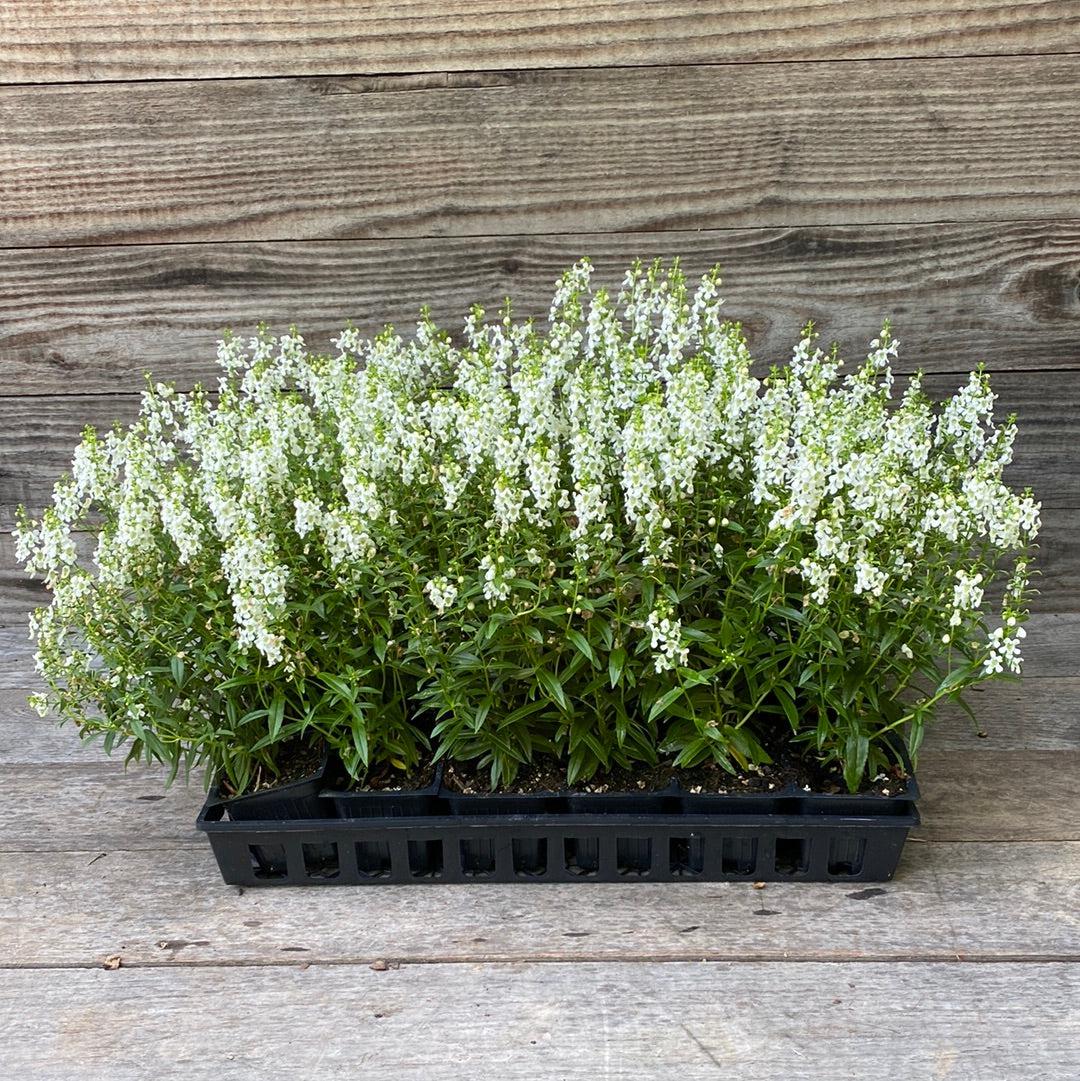 Angelonia angustifolia 'PAS1209522' ~ Serena® White Summer Snapdragon-ServeScape
