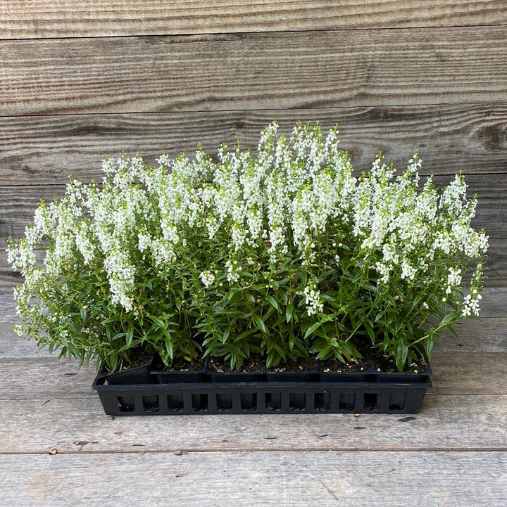 Angelonia angustifolia 'PAS1209522' ~ Serena® White Summer Snapdragon-ServeScape