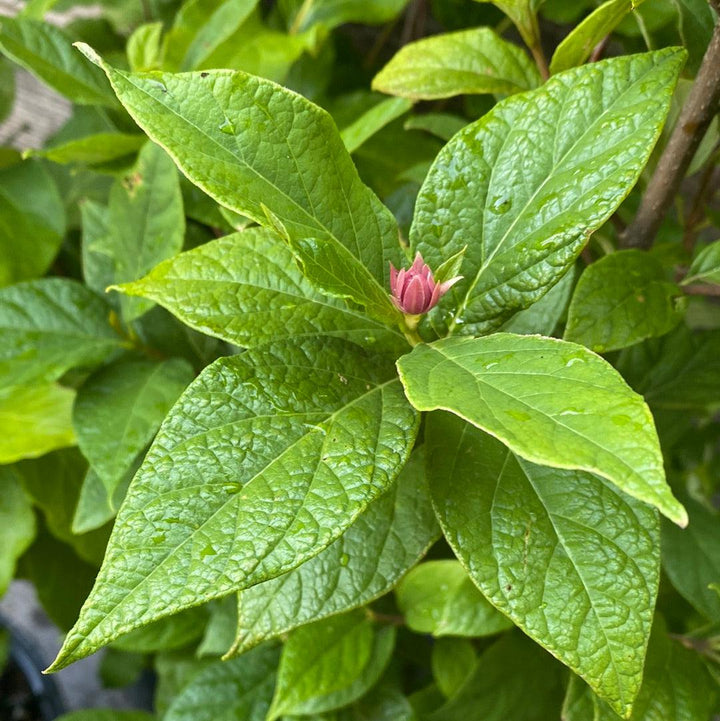 Calycanthus floridus ~ Sweetshrub, Carolina Allspice-ServeScape
