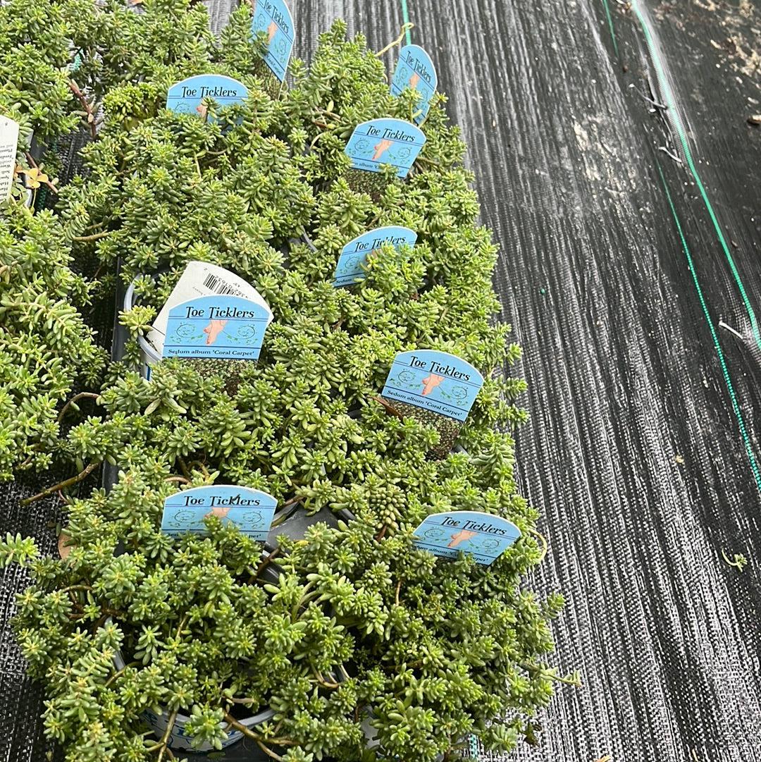 Sedum album 'Coral Carpet ~ Coral Carpet Stonecrop-ServeScape