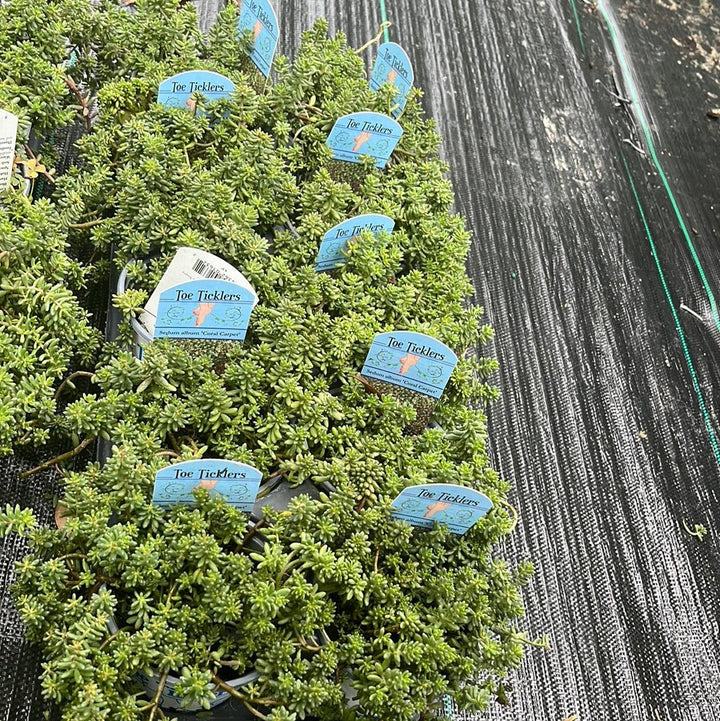 Sedum album 'Coral Carpet ~ Coral Carpet Stonecrop-ServeScape