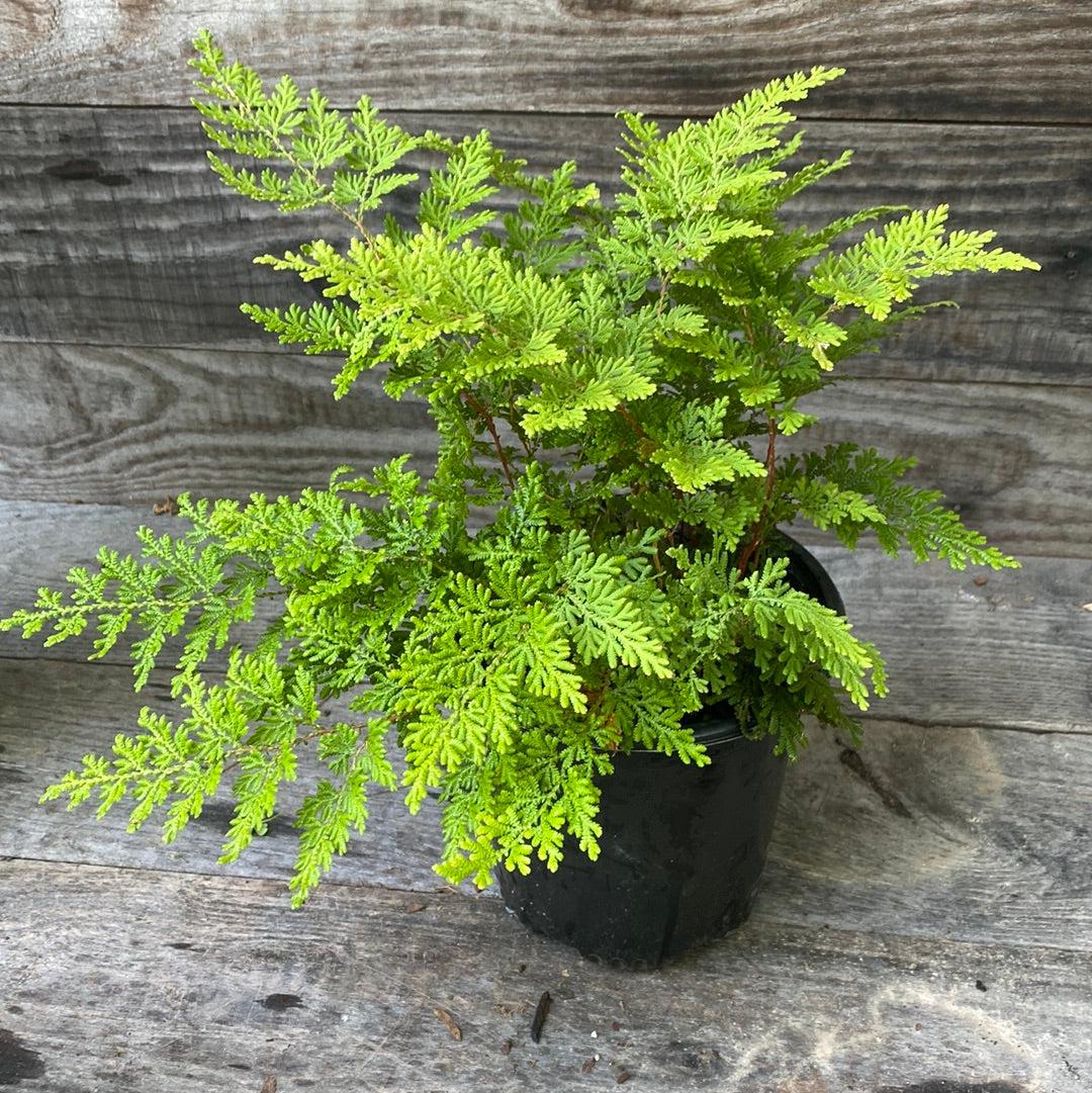 Selaginella braunii ~ Arborvitae Fern-ServeScape