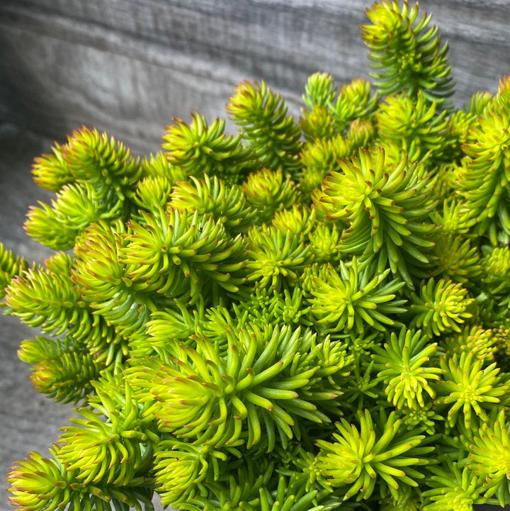 Sedum rupestre 'Angelina' ~ Angelina Stonecrop-ServeScape