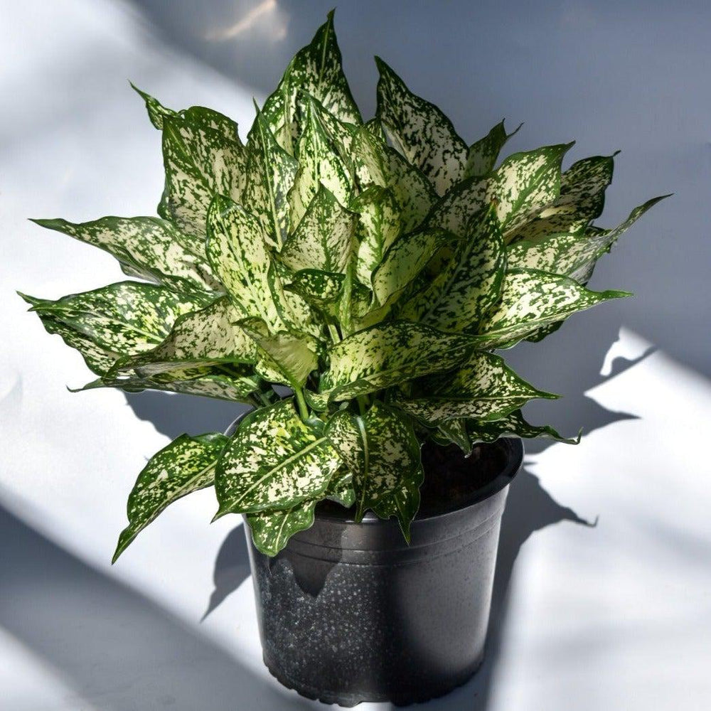 Chinese Evergreen ~ Aglaonema 'Spring Snow'-ServeScape