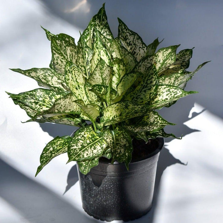 Chinese Evergreen ~ Aglaonema 'Spring Snow'-ServeScape