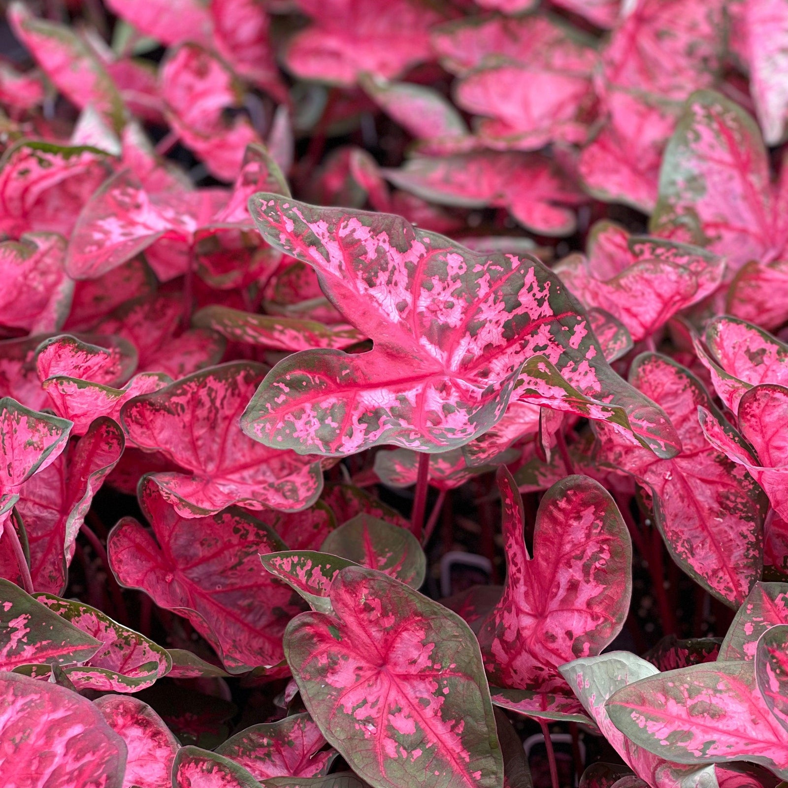 Caladium 'Carolyn Wharton' ~ Carolyn Wharton Caladium-ServeScape