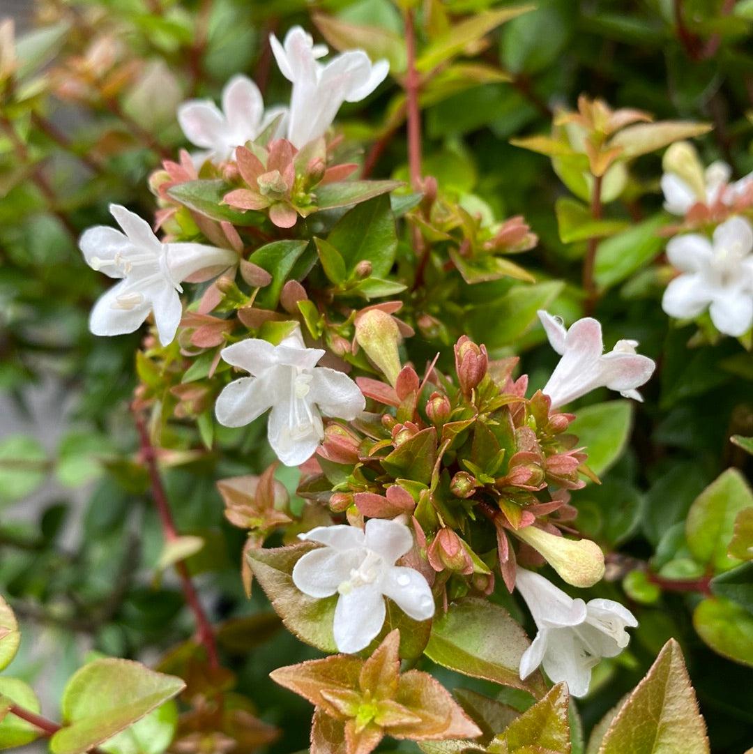 Abelia x chinensis 'Rose Creek' ~ Rose Creek Abelia-ServeScape