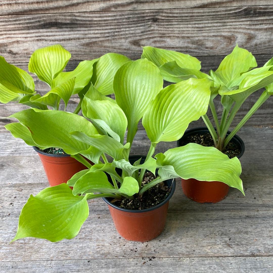 Hosta 'Sum and Substance' ~ Sum and Substance Hosta-ServeScape