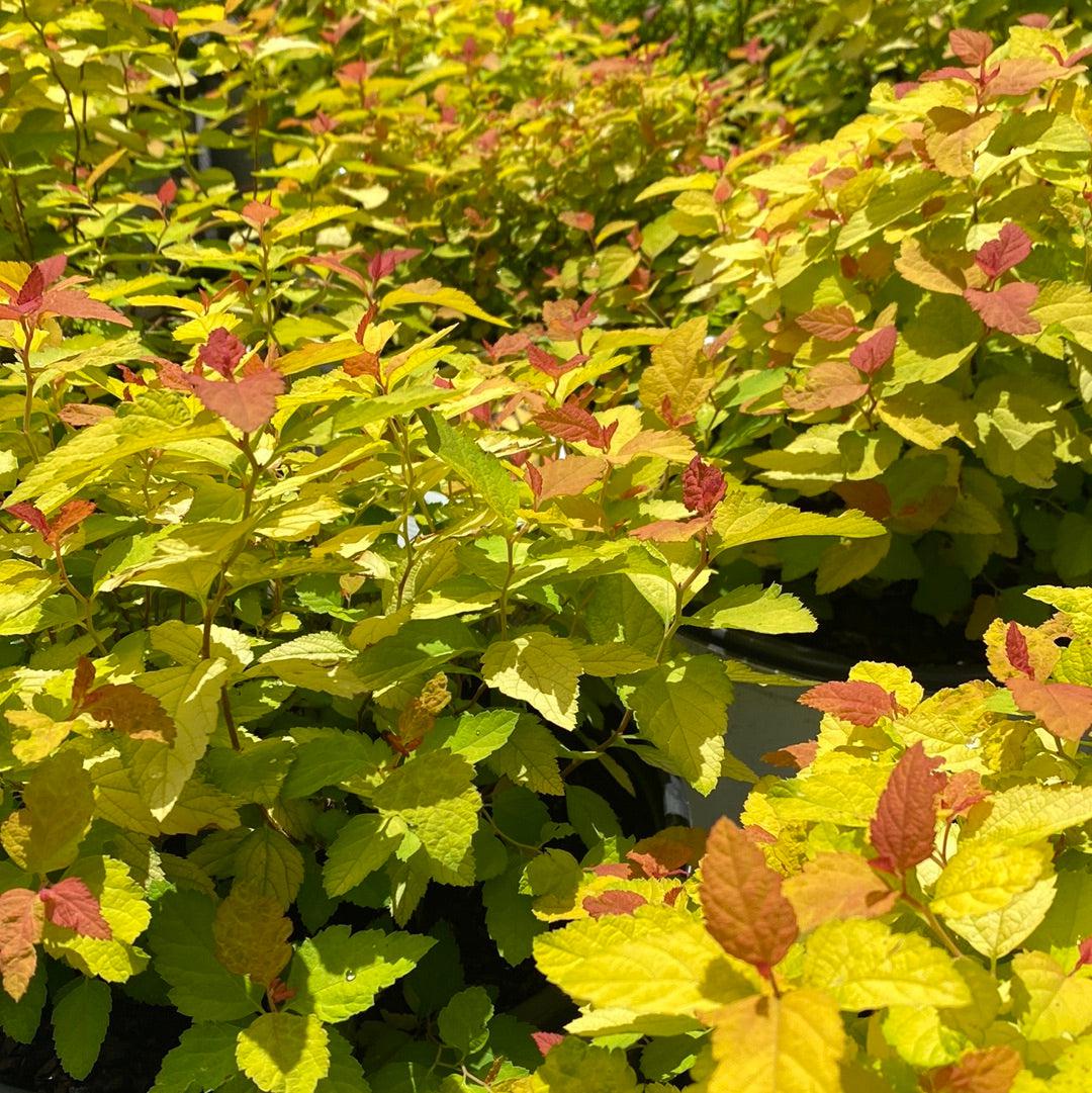Spiraea japonica 'NCSX1' ~ Double Play® Candy Corn® Spirea-ServeScape