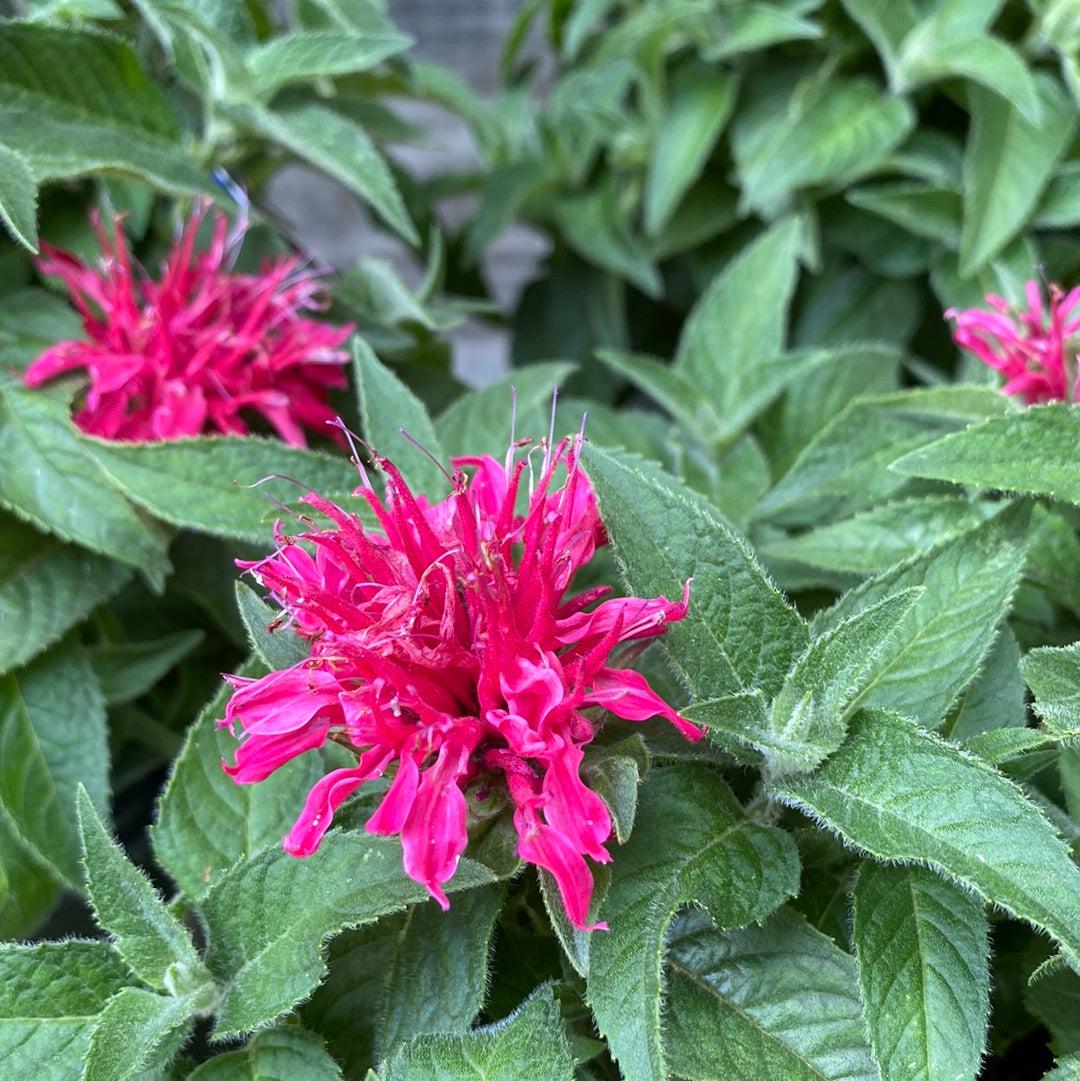 Monarda didyma 'Balbalmose' ~ Balmy™ Rose Bee Balm-ServeScape