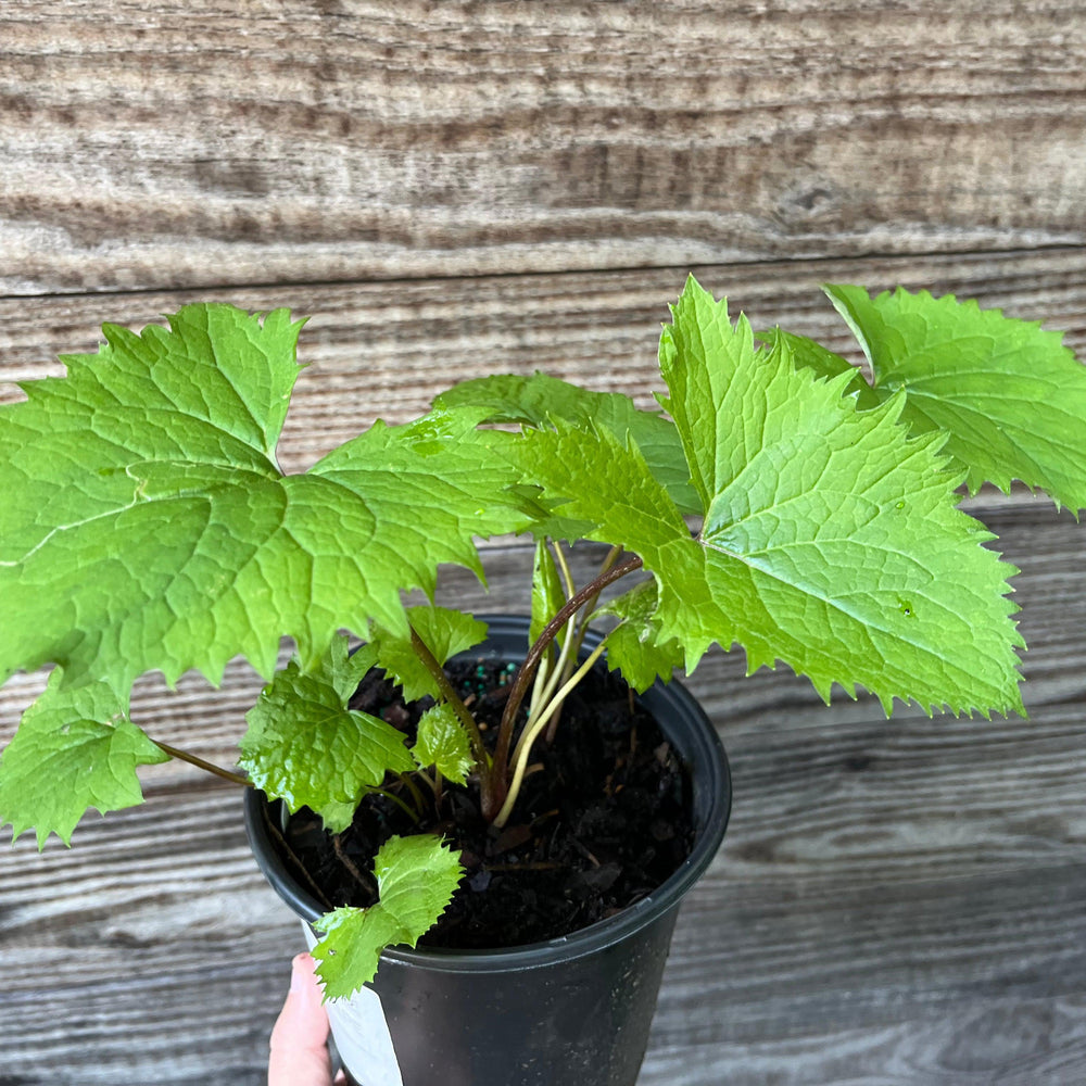 Ligularia stenocephala 'Little Rocket' ~ Little Rocket Leopard Plant-ServeScape