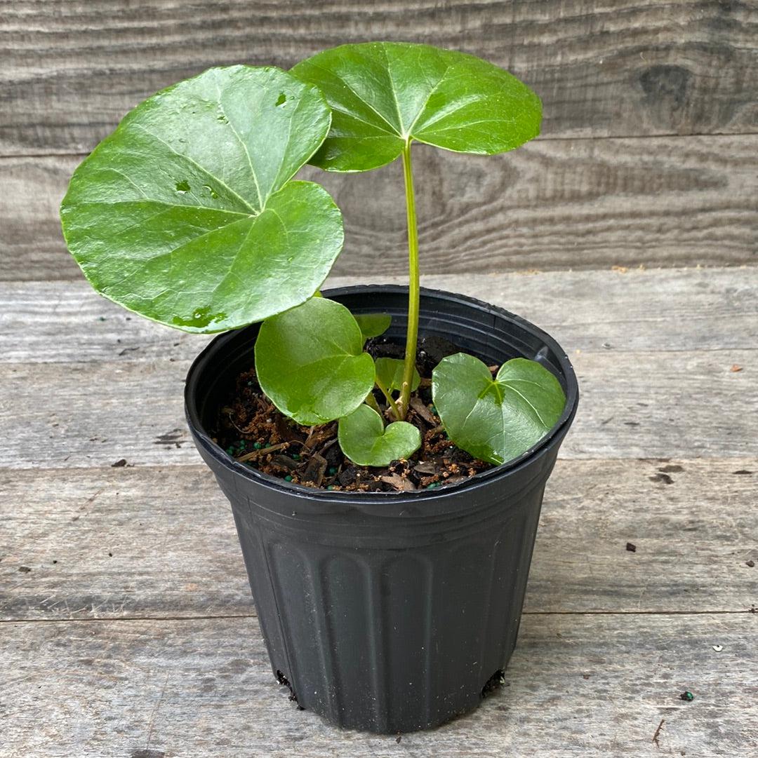 Farfugium Japonicum 'Giganteum' ~ Giant Leopard Plant-ServeScape