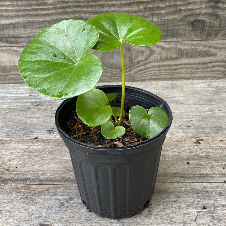Farfugium Japonicum 'Giganteum' ~ Giant Leopard Plant-ServeScape