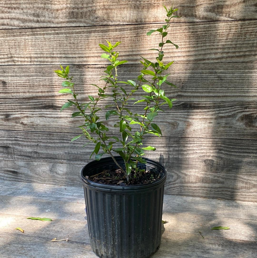 Chaenomeles x superba 'O Yashima' ~ O Yashima Flowering Quince-ServeScape