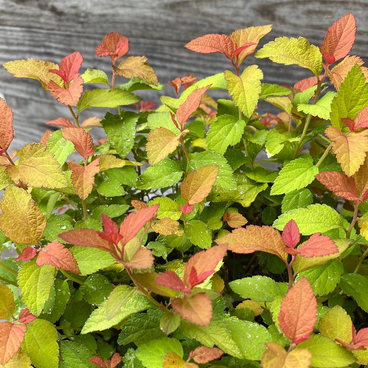 Spiraea japonica 'NCSX1' ~ Double Play® Candy Corn® Spirea-ServeScape