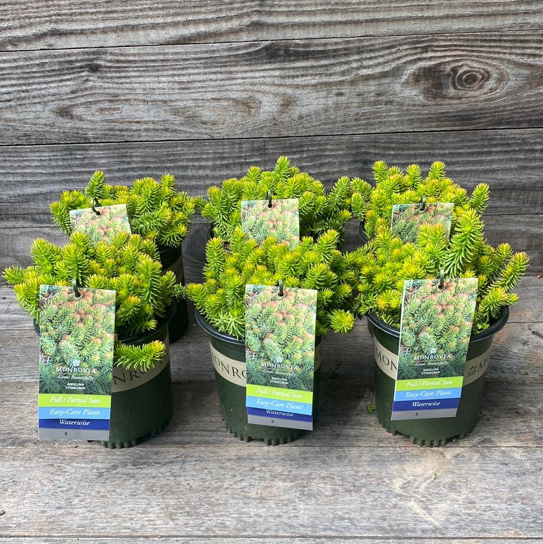 Sedum rupestre 'Angelina' ~ Angelina Stonecrop-ServeScape