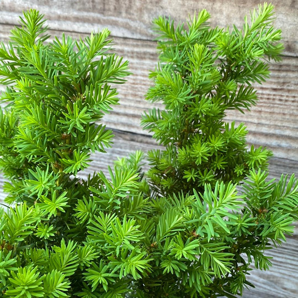 Taxus x media 'Densiformis' ~ Dense Spreading Yew-ServeScape