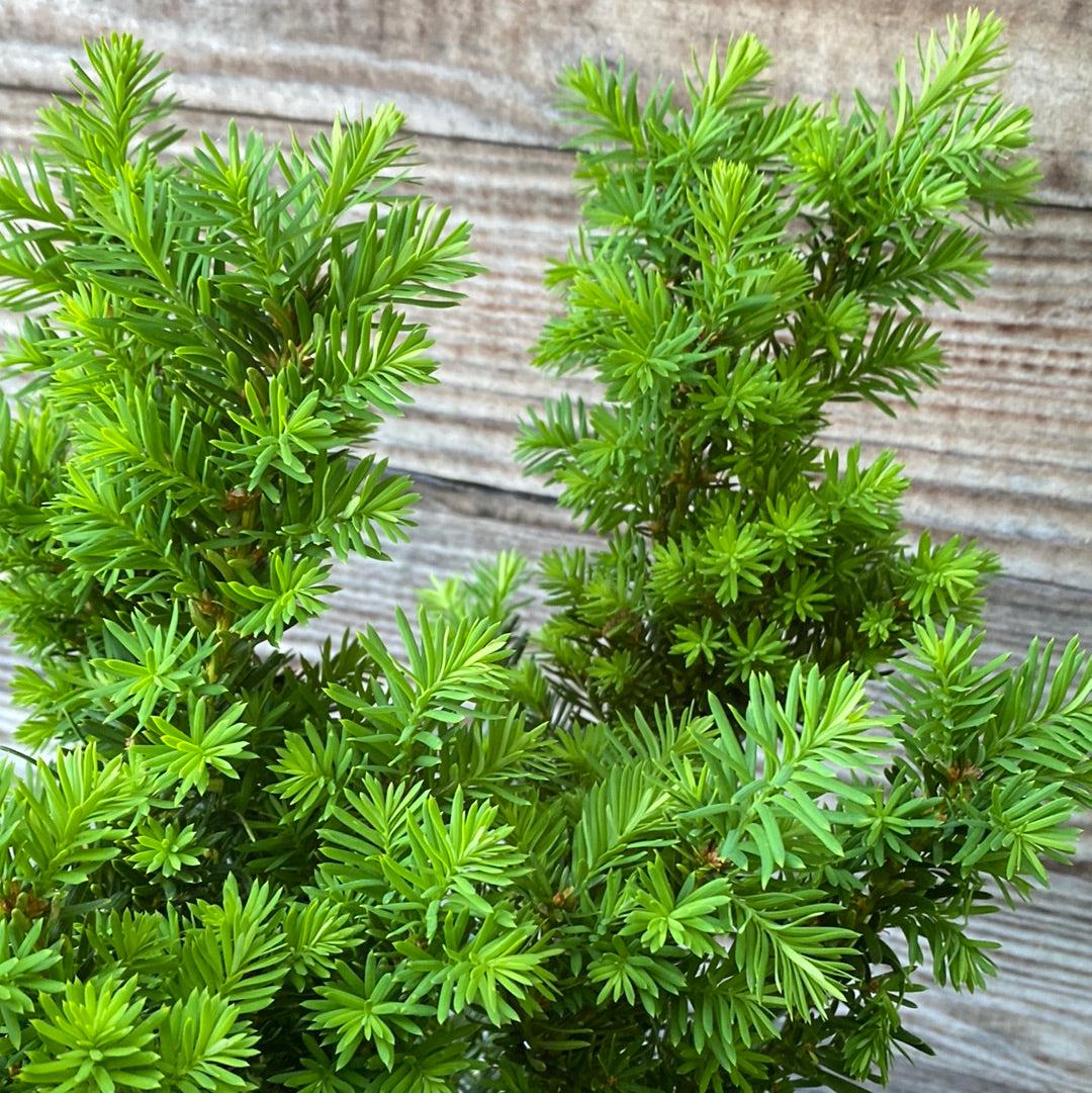 Taxus x media 'Densiformis' ~ Dense Spreading Yew-ServeScape