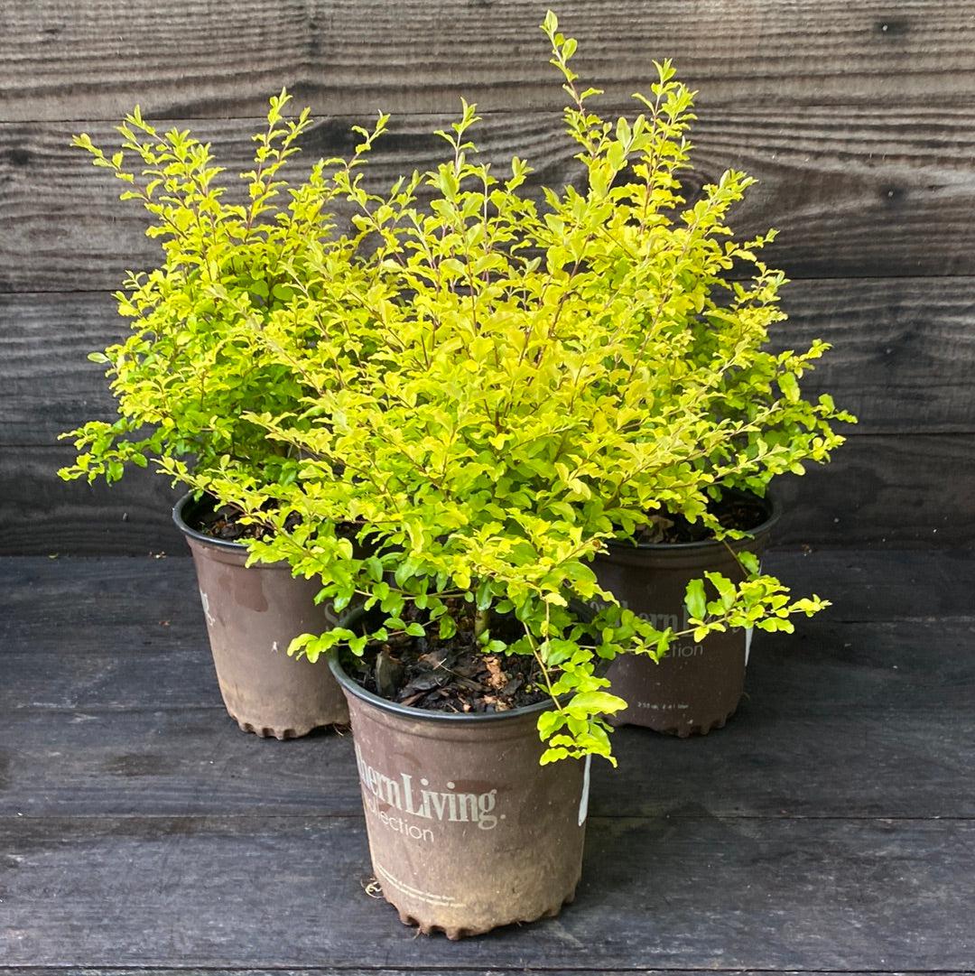 Ligustrum sinense 'Sunshine' ~ Sunshine Ligustrum-ServeScape