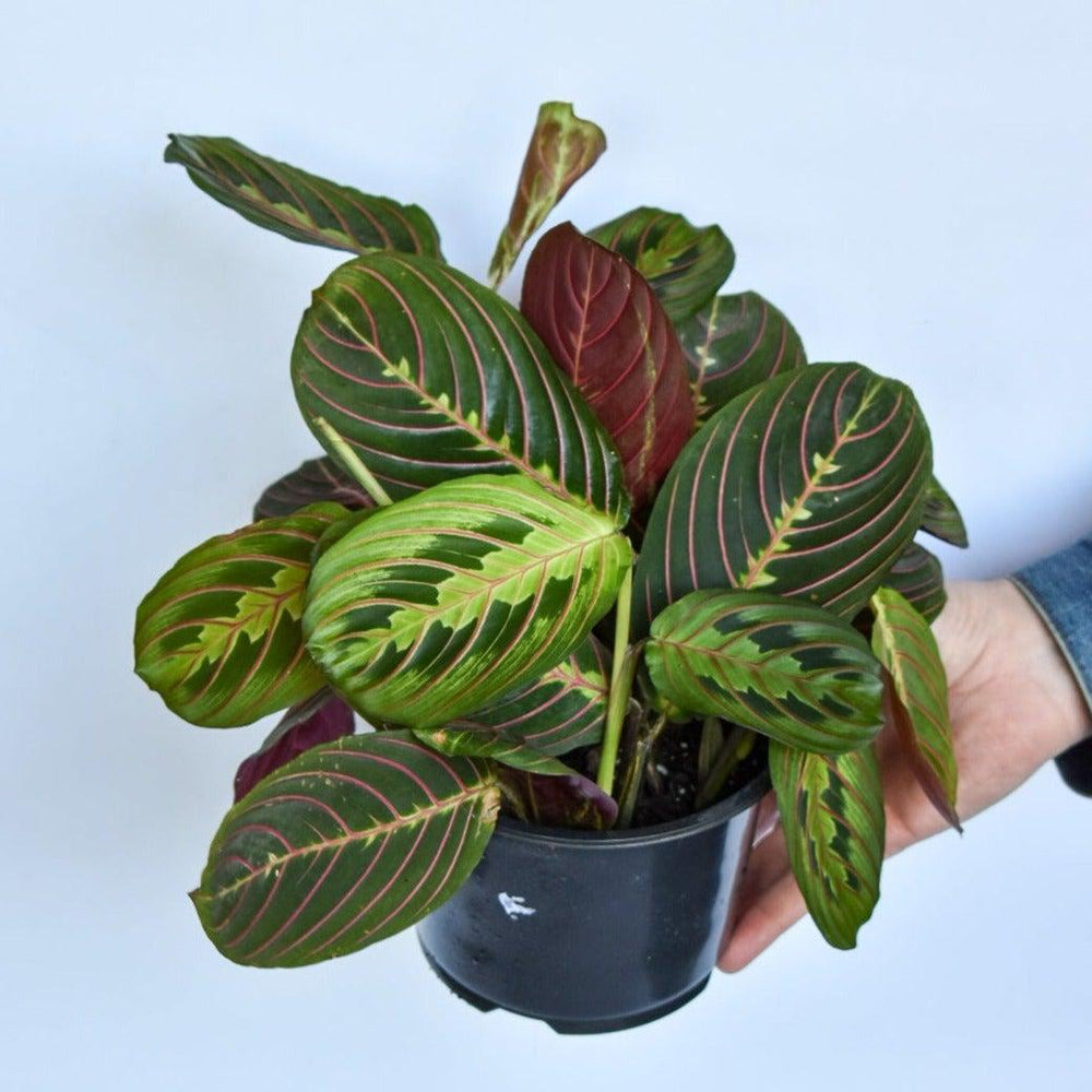 Maranta leuconeura ~ Red Prayer Plant-ServeScape
