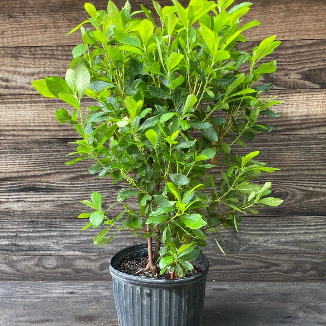 Clethra alnifolia 'Ruby Spice' ~ Ruby Spice Summersweet-ServeScape