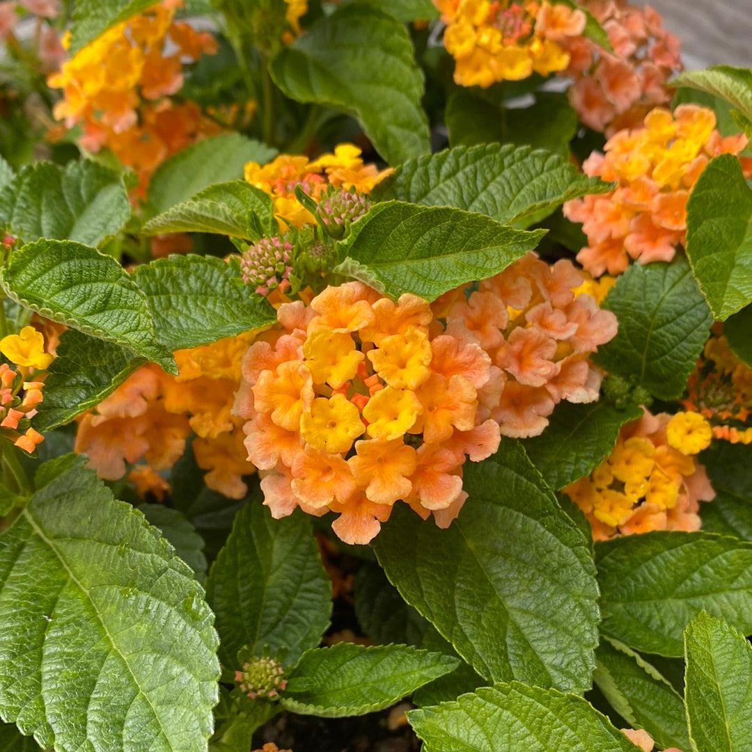 Lantana camara 'Ballucor' ~ Little Lucky™ Orange Lantana-ServeScape