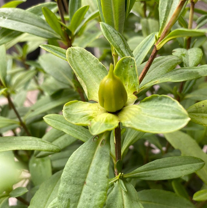 Hypericum frondosum 'Sunburst' ~ Sunburst St. John's Wort-ServeScape