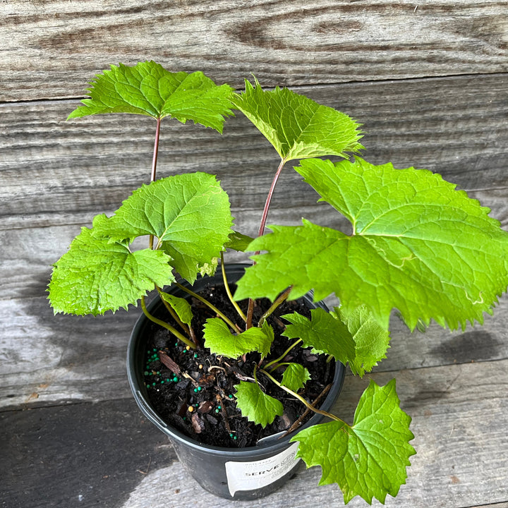 Ligularia stenocephala 'Little Rocket' ~ Little Rocket Leopard Plant-ServeScape