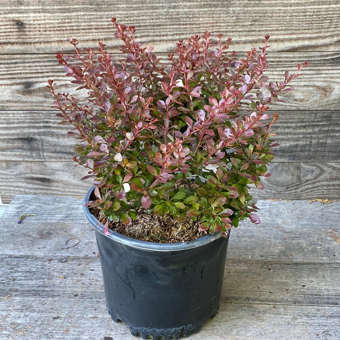 Berberis thunbergii 'Crimson Pygmy' ~ Crimson Pygmy Barberry-ServeScape