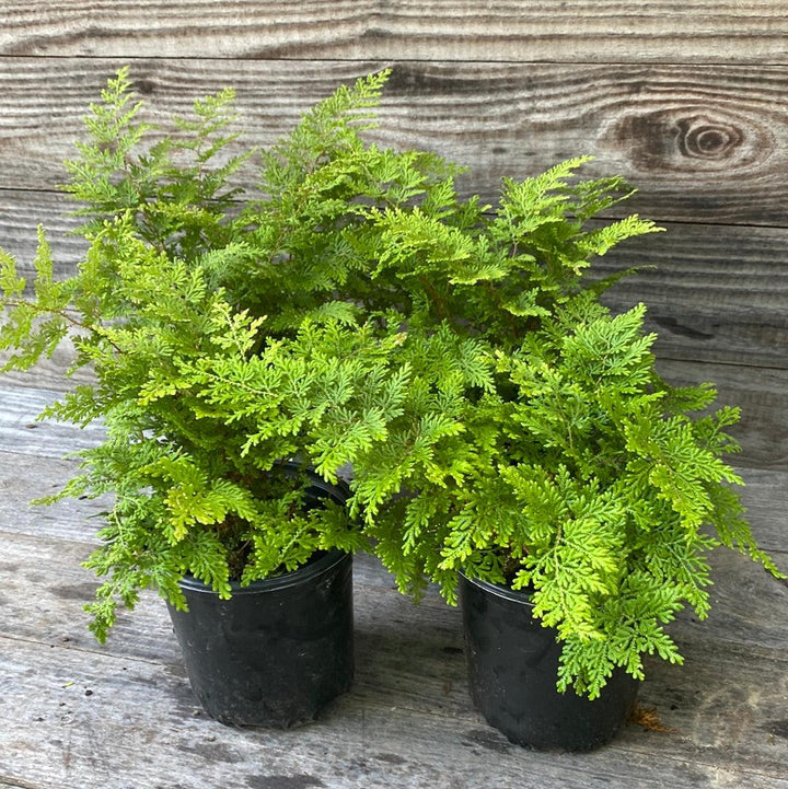 Selaginella braunii ~ Arborvitae Fern-ServeScape