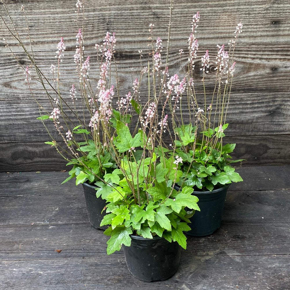 Tiarella cordifolia 'Oakleaf' ~ Oakleaf Foam Flower-ServeScape