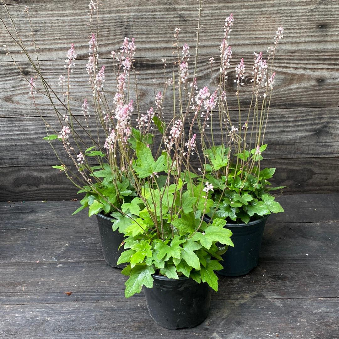 Tiarella cordifolia 'Oakleaf' ~ Oakleaf Foam Flower-ServeScape