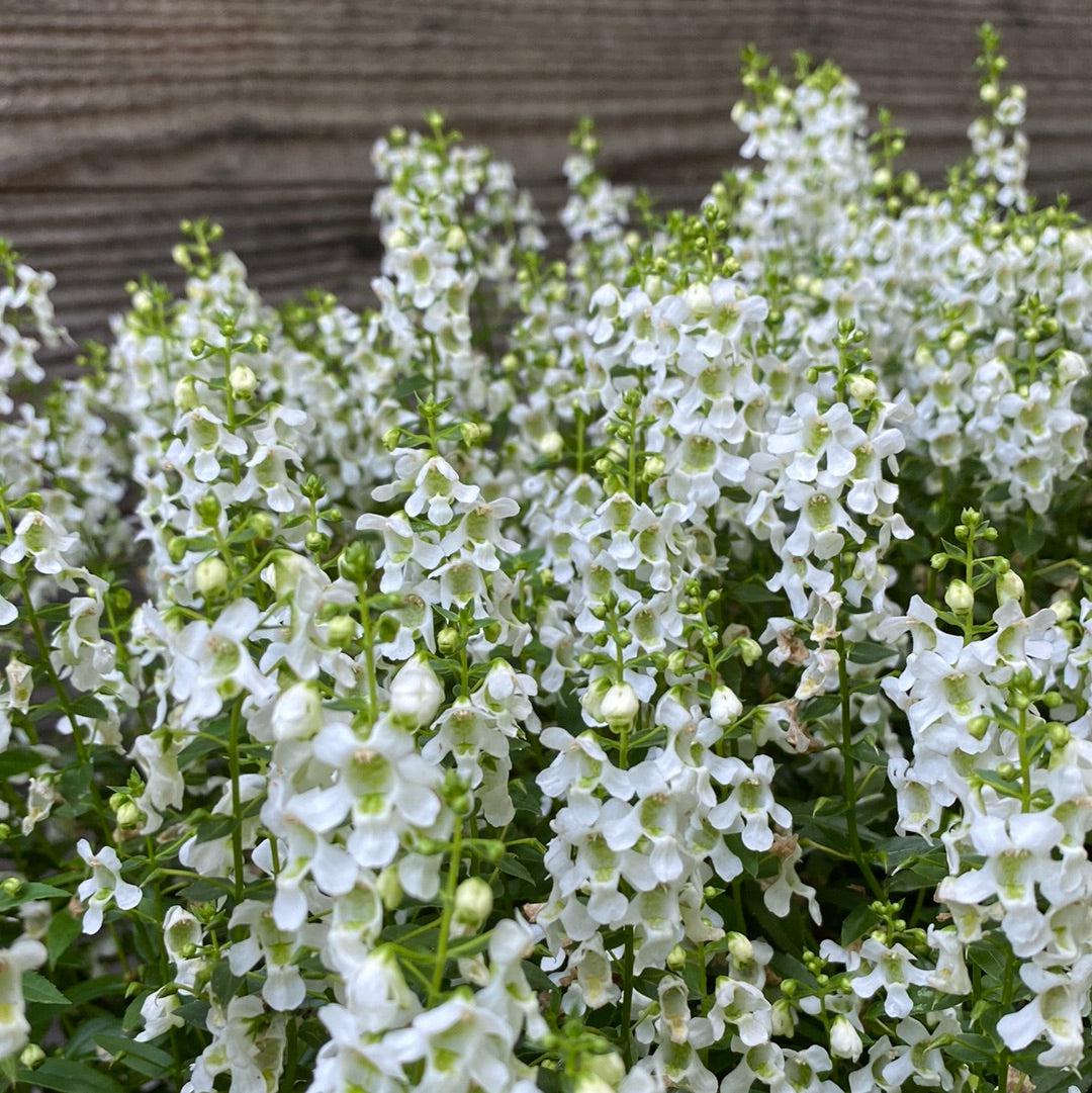 Angelonia angustifolia 'PAS1209522' ~ Serena® White Summer Snapdragon-ServeScape