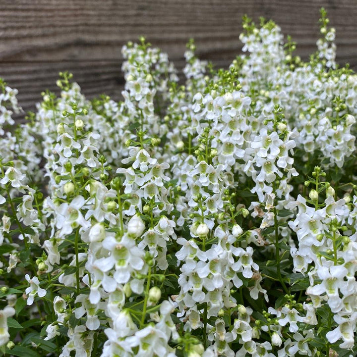 Angelonia angustifolia 'PAS1209522' ~ Serena® White Summer Snapdragon-ServeScape